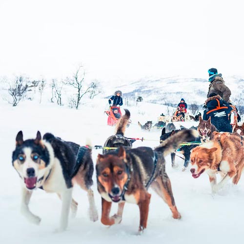 Boka Husky-slädtur i Tromsö, Norge.