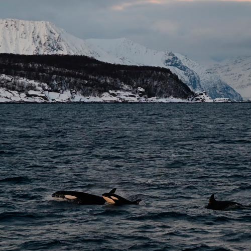 Boka Valsafari i Altafjorden, Norge